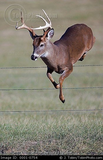 Deer Jumping Quotes. QuotesGram