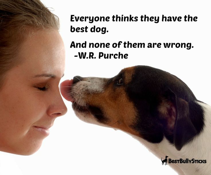 Dog Lovers Quotes. QuotesGram