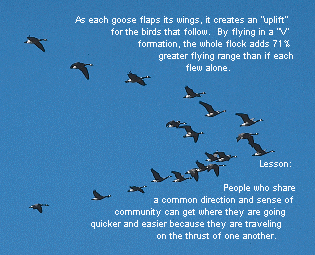 geese quotes leadership quotesgram