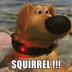Squirrel Up Movie Quotes