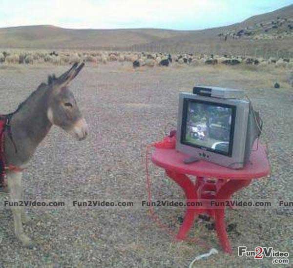 Funny Mule Quotes. QuotesGram