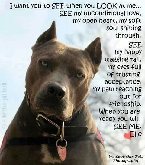 Pitbull Breed Quotes. QuotesGram