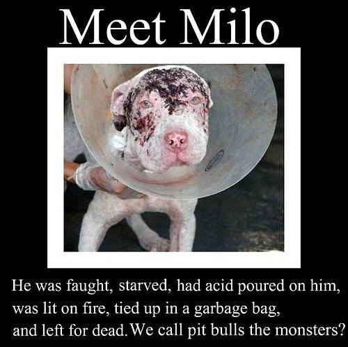 Quotes I Hate Animal Abusers. QuotesGram