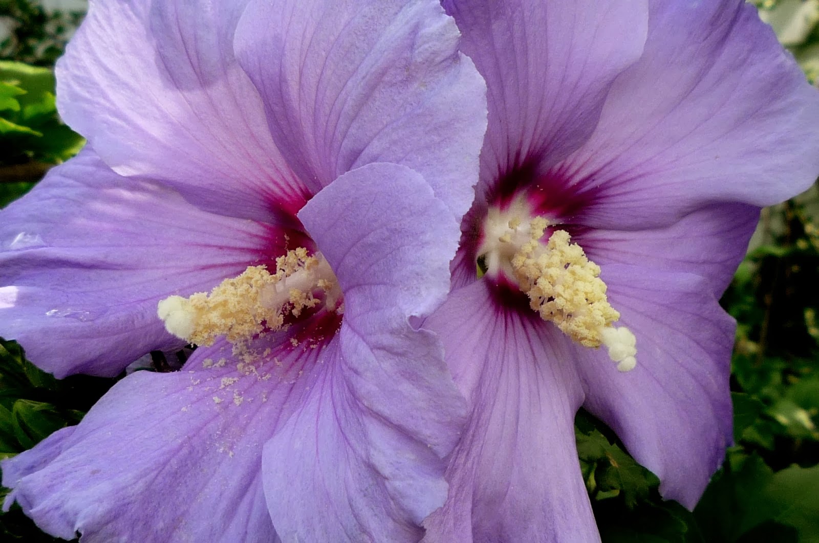 purple hibiscus by