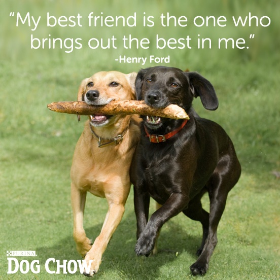 Dogs Are Best Friends Quotes Quotesgram