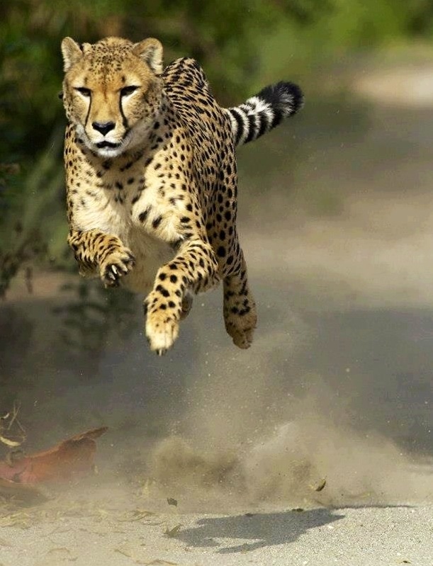 Quotes About Running Cheetah. QuotesGram