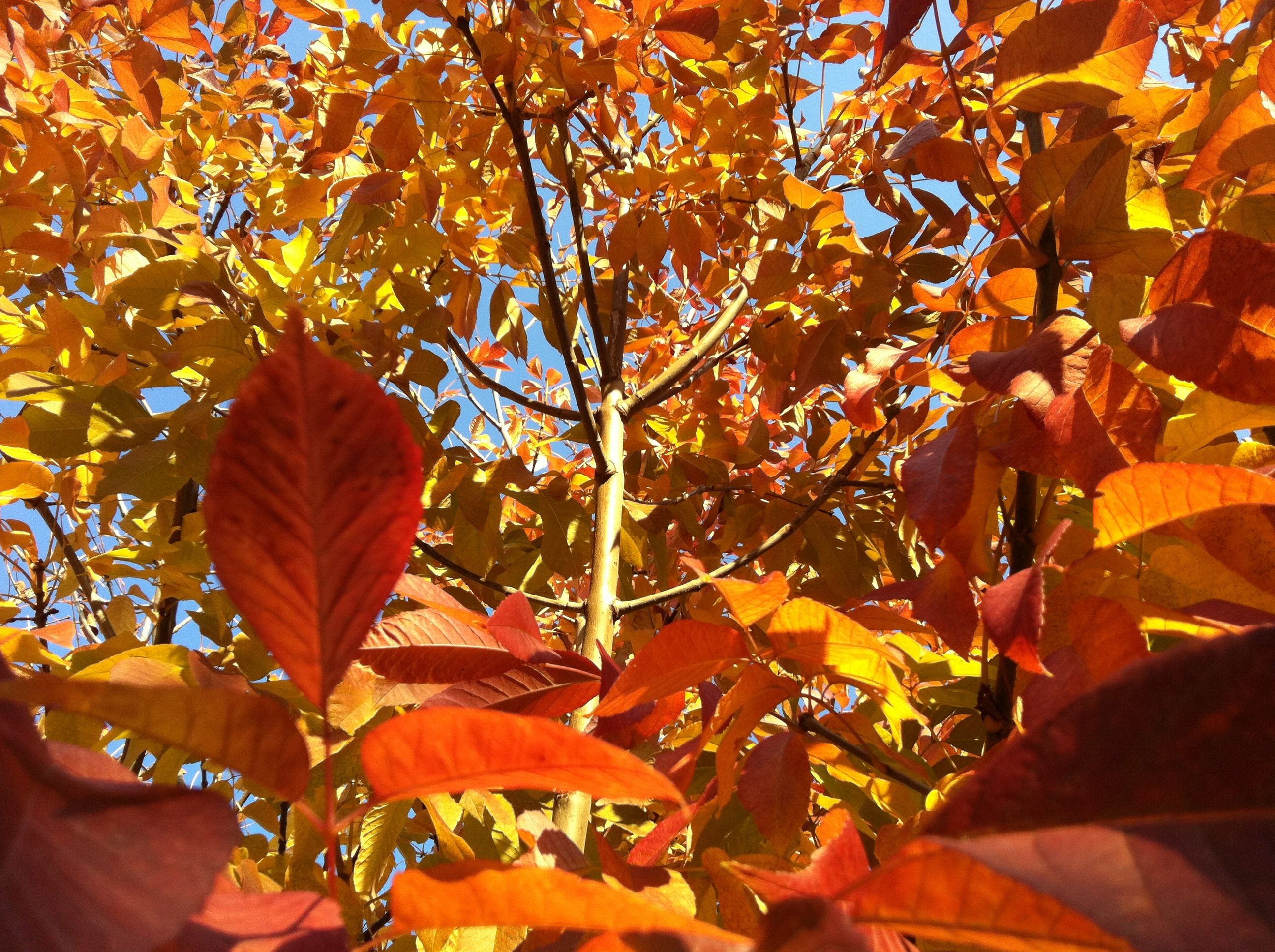 Good Will Hunting Quotes Caramels. QuotesGram