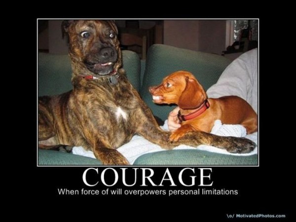 Animal Courage Quotes. QuotesGram