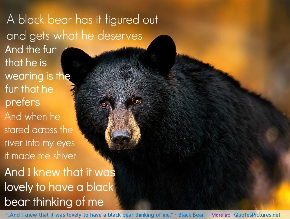 Black Bear Quotes. QuotesGram