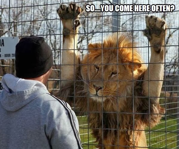 Caged Lion Quotes. QuotesGram Caged Lion Quotes. QuotesGram