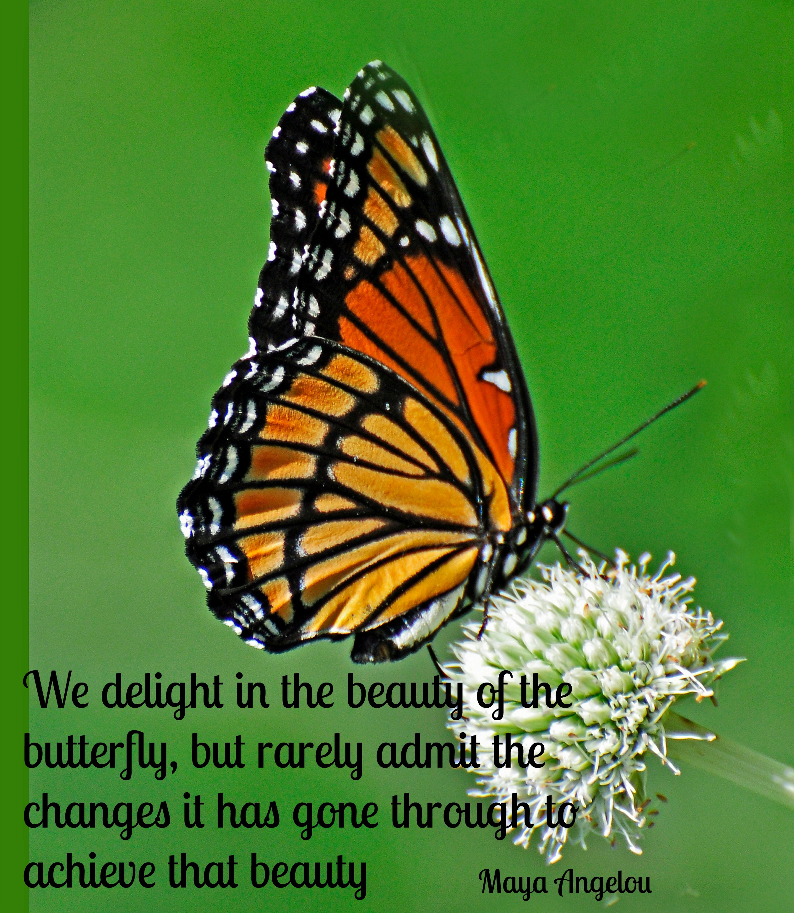  Quotes  About Butterflies  And Transformation QuotesGram