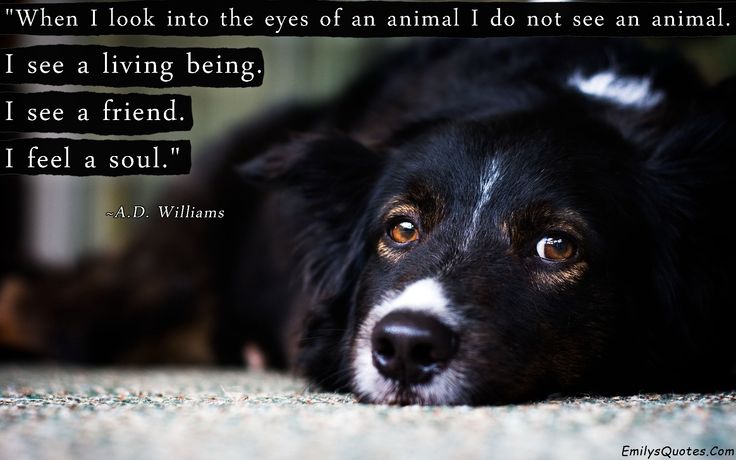 Depressing Quotes About Animals. QuotesGram