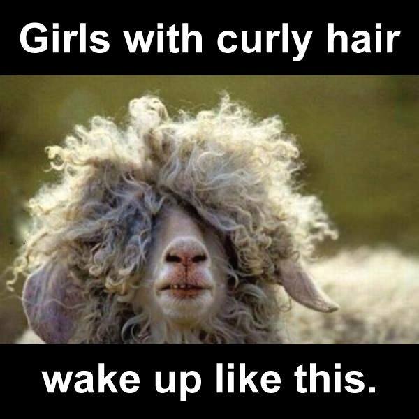 funny quotes curly hair quotesgram