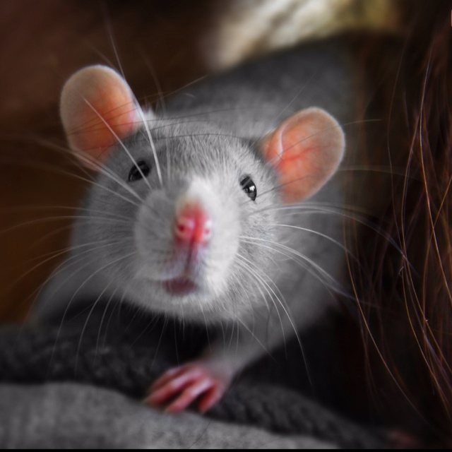 Pet Rat Quotes QuotesGram Pet Rat Quotes QuotesGram