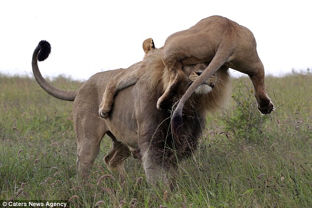 lion protecting lioness lion protecting lioness