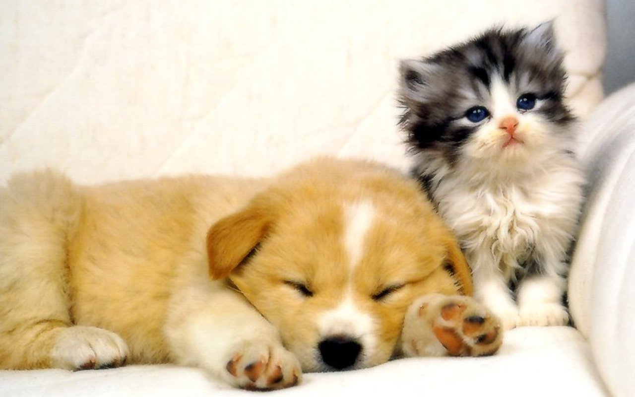 funny kittens and dogs