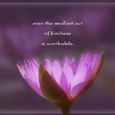 Lotus Blossom Quotes. QuotesGram