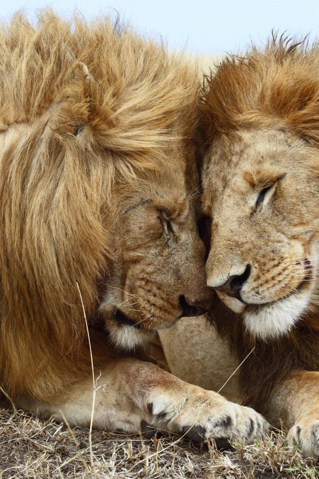 Lion And Lioness Quotes. QuotesGram