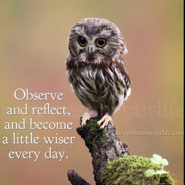 Owl Quotes About Life. QuotesGram