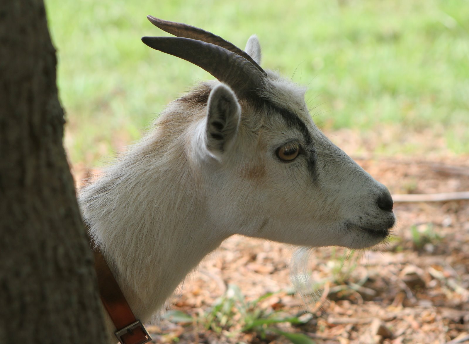 animal-farm-quotes-explained-quotesgram