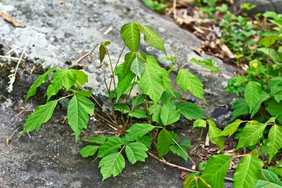 Poison Ivy Itch Quotes Quotesgram