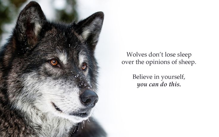 Funny Wolf Quotes. QuotesGram