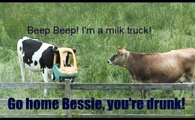 Funny Cow Quotes. QuotesGram