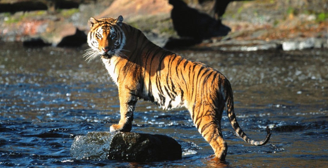 Bengal Tiger Inspirational Quotes. QuotesGram