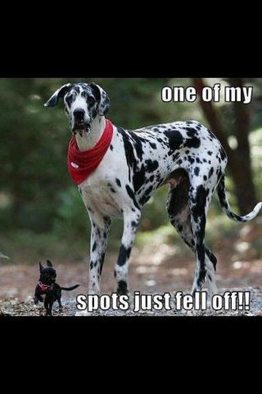 Great Dane Funny Quotes. QuotesGram