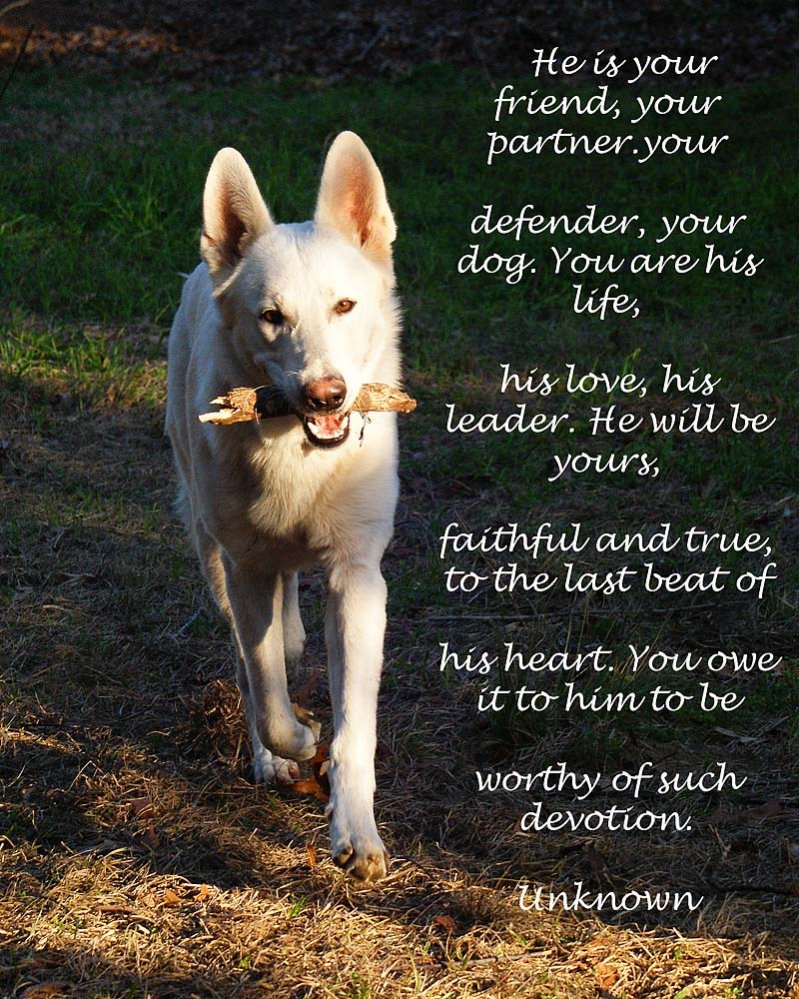 Funny Dog Quotes And Poems. QuotesGram Funny Dog Quotes And Poems. QuotesGram