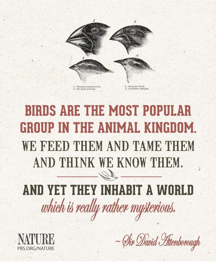 David Attenborough Environment Quotes. QuotesGram