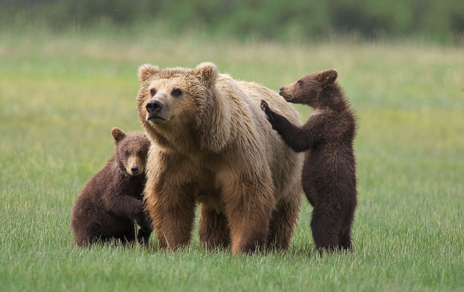 Mama Bear Protecting Cubs Quotes. QuotesGram