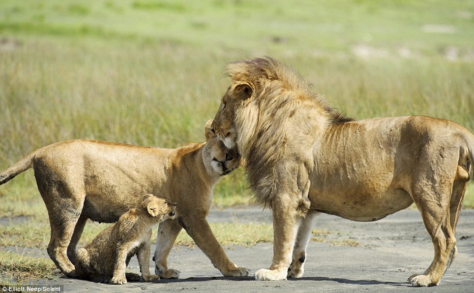 protective lioness mother quotes protective lioness mother quotes