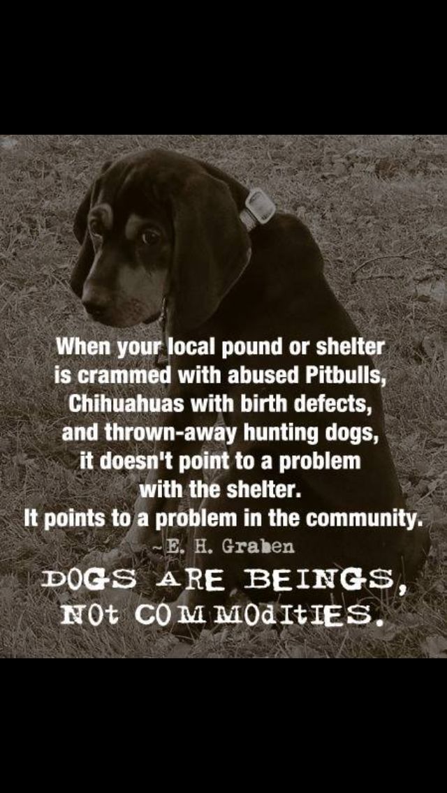 Inspirational Quotes About Animal Rescue. QuotesGram