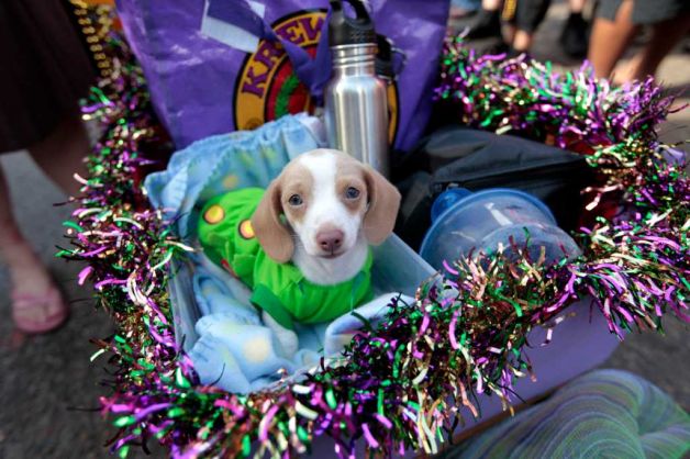 mardi gras kids jokes