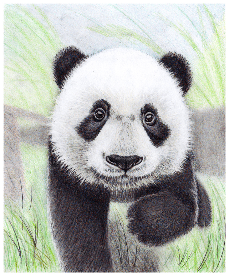 Beautiful Baby Panda Quotes Quotesgram