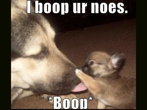 Featured image of post Funny Animal Quotes For Kids