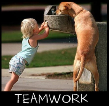 Funny Animal Teamwork Quotes. QuotesGram