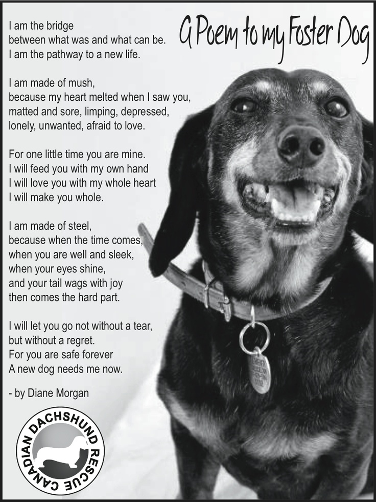 Foster Dog Quotes. QuotesGram