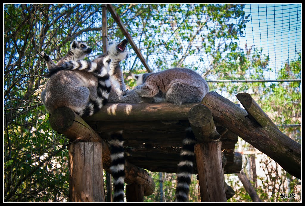 essays on animals in captivity Nowodays a lot of animals live in zoos is it right or wrong to keep them in the zoos the following essay presents some pros and cons of this problem first. essays on animals in captivity Nowodays a lot of animals live in zoos is it right or wrong to keep them in the zoos the following essay presents some pros and cons of this problem first.