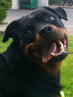 Cute Rottweiler Pictures Funny Quotes. QuotesGram