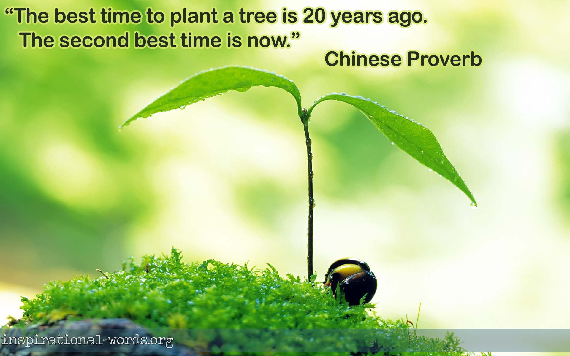Plant Growing Quotes QuotesGram