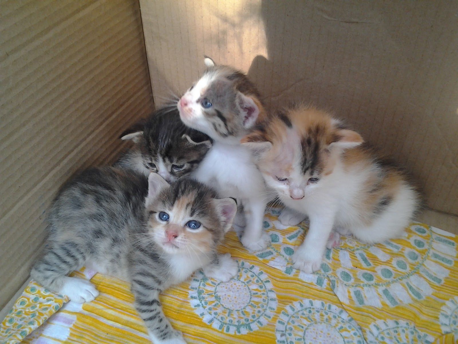 Bubbles Kitty Quotes. QuotesGram