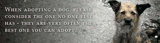 Quotes About Adopting A Dog QuotesGram quotes-about-adopting-a-dog-quotesgram