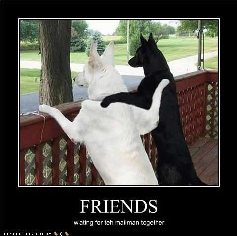 Funny Quotes About Being Best Friends Animals. QuotesGram