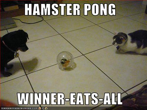 Funny Hamster Quotes. QuotesGram Funny Hamster Quotes. QuotesGram