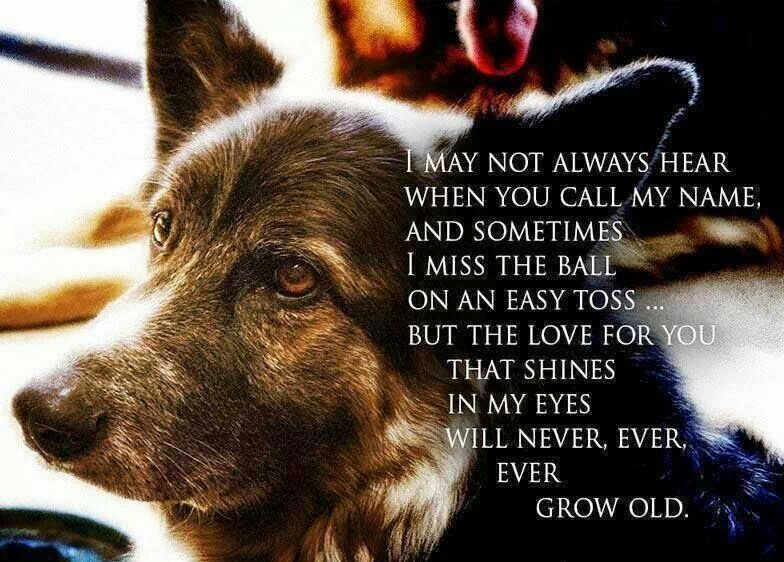 Heartwarming Dog Quotes QuotesGram heartwarming-dog-quotes-quotesgram