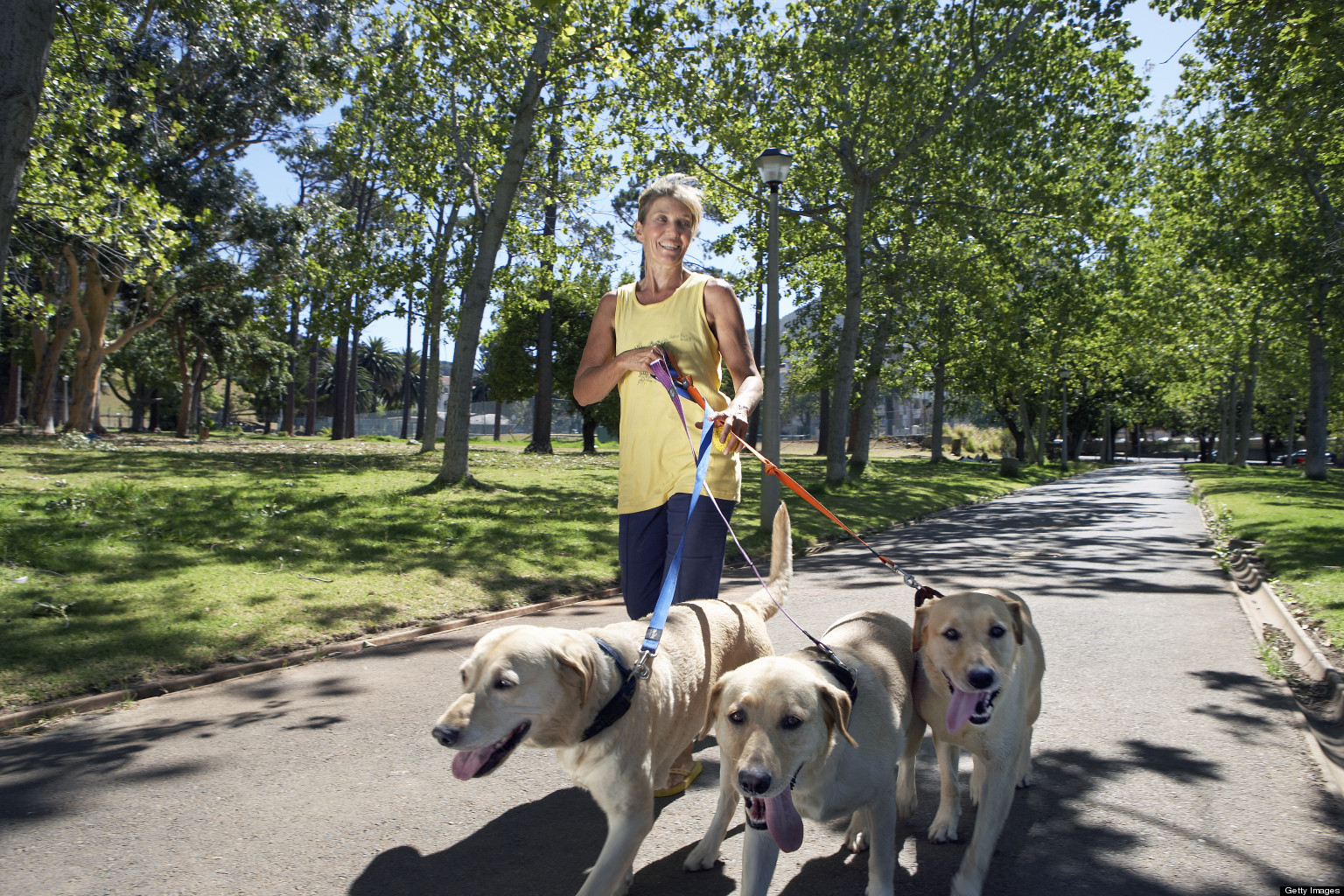 Можно гулять с собакой в парке. Прогулка с тремя собаками. Прогулка с собакой летом. Человек гуляет с тремя собаками. Три собаки на поводке.