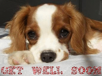 Get Well Dog Quotes. QuotesGram