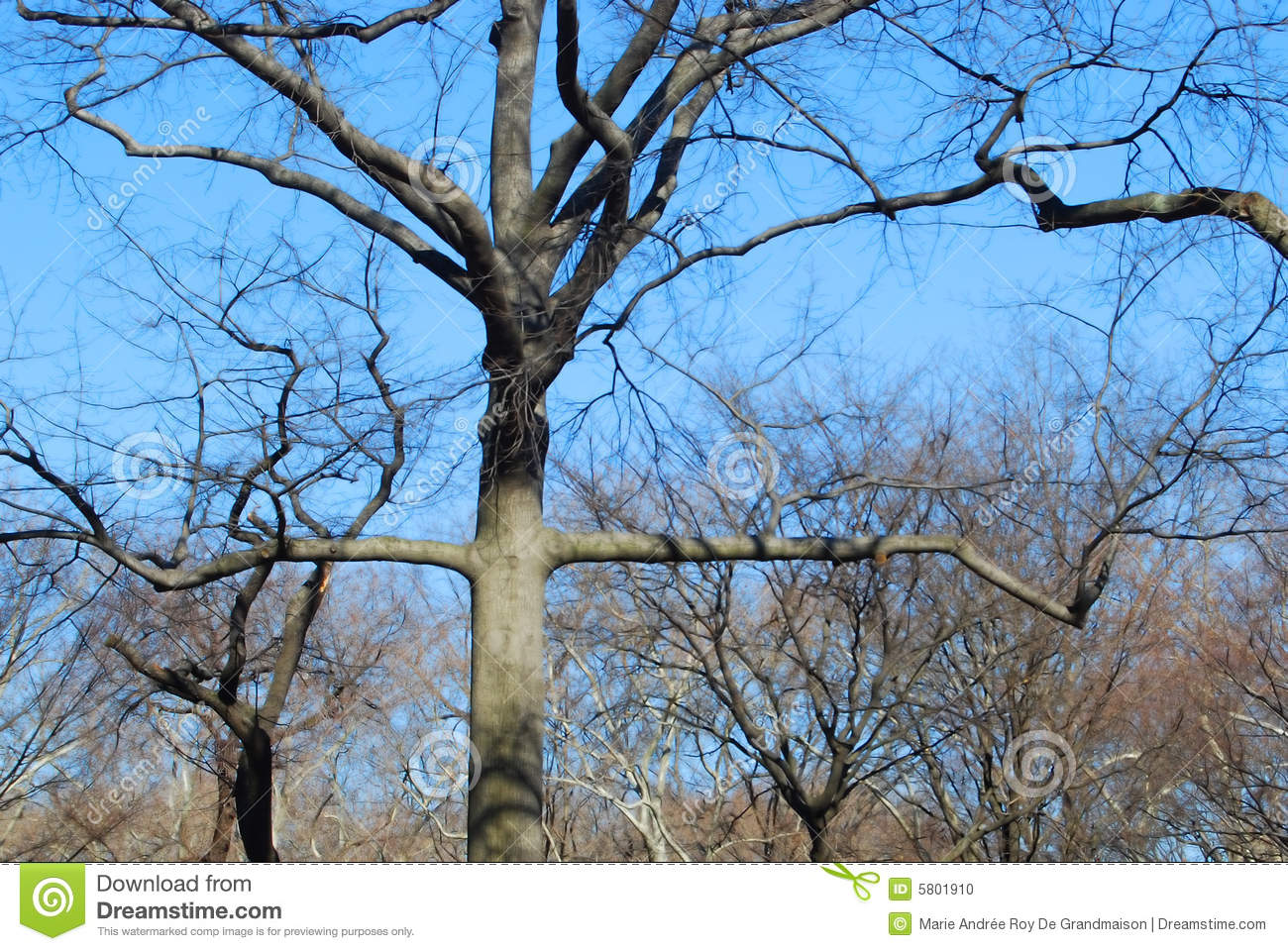Quotes About Bare Trees. QuotesGram Quotes About Bare Trees. QuotesGram